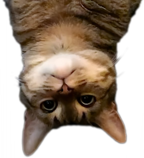 Picture of the UpsideDownCat